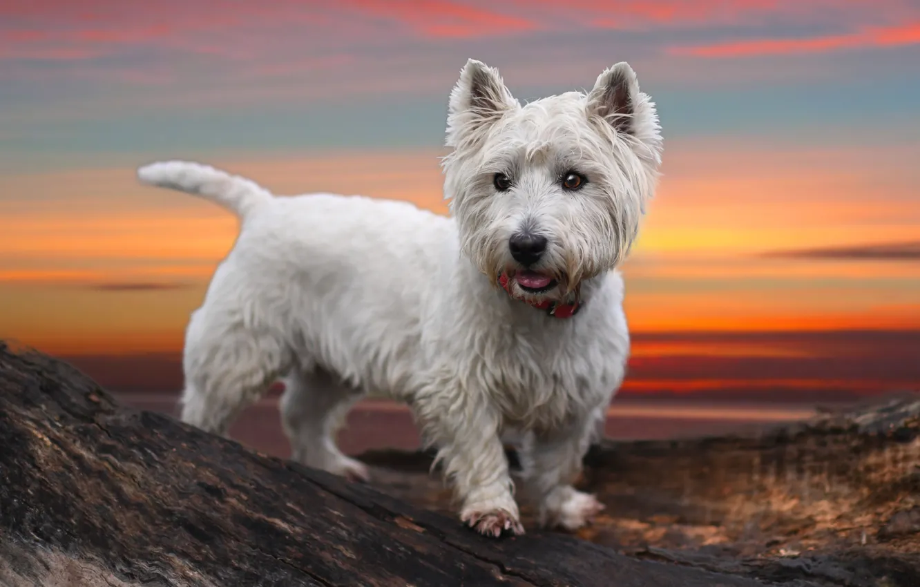 Photo wallpaper sunset, dog, The West highland white Terrier