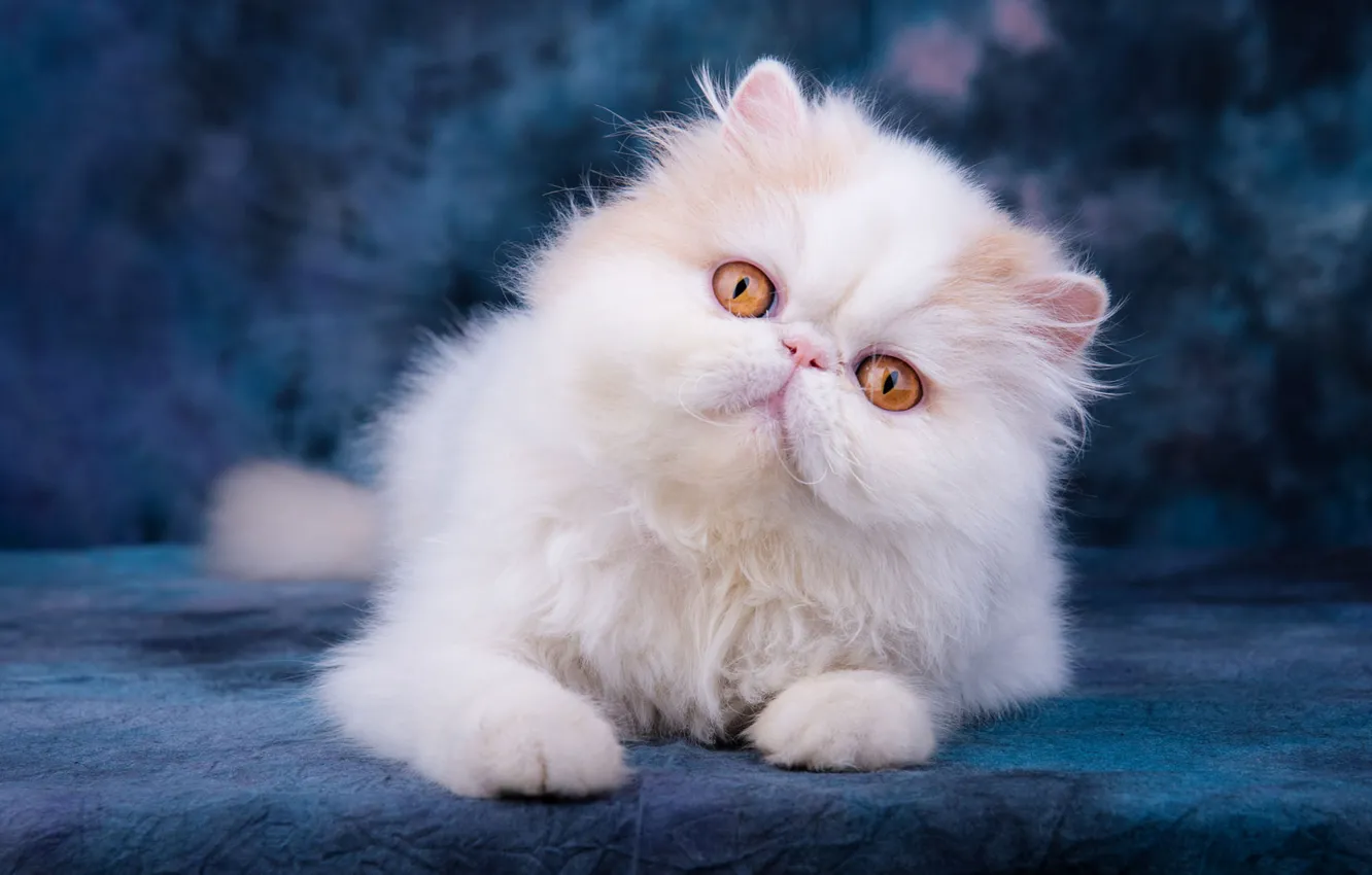 Photo wallpaper white, eyes, look, pose, kitty, portrait, fluffy, baby