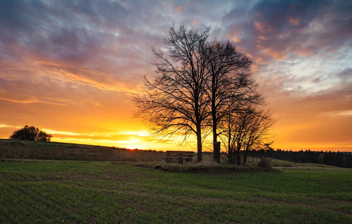 Photo wallpaper trees, sunset, bench