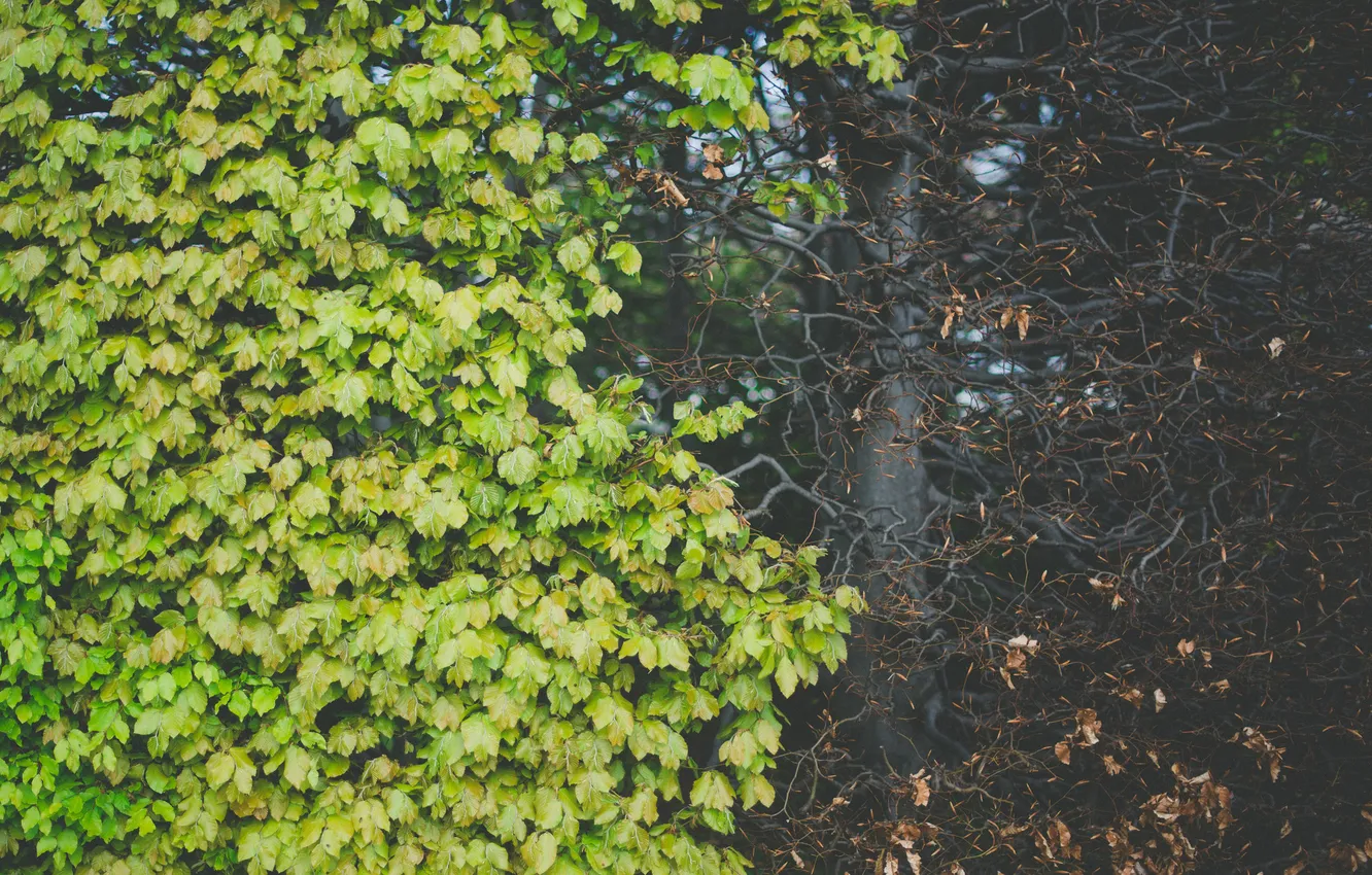 Photo wallpaper leaves, tree, foliage, green