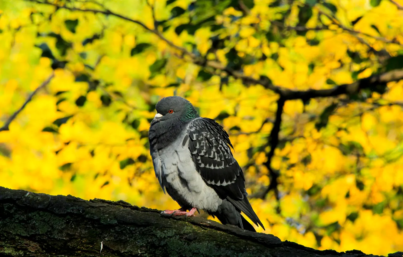 Photo wallpaper bird, pigeon, twig
