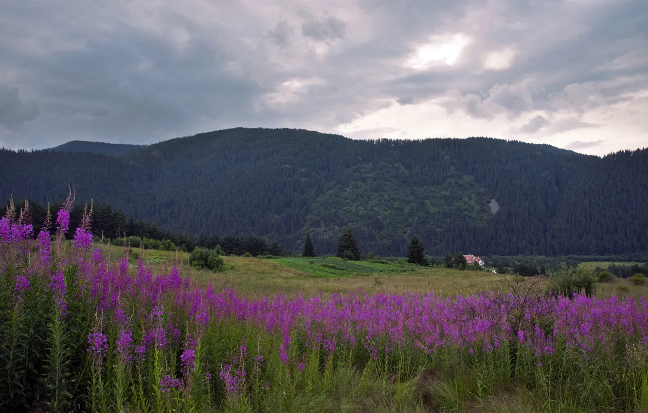 Photo wallpaper field, summer, flowers, mountains, meadow, Ivan-tea