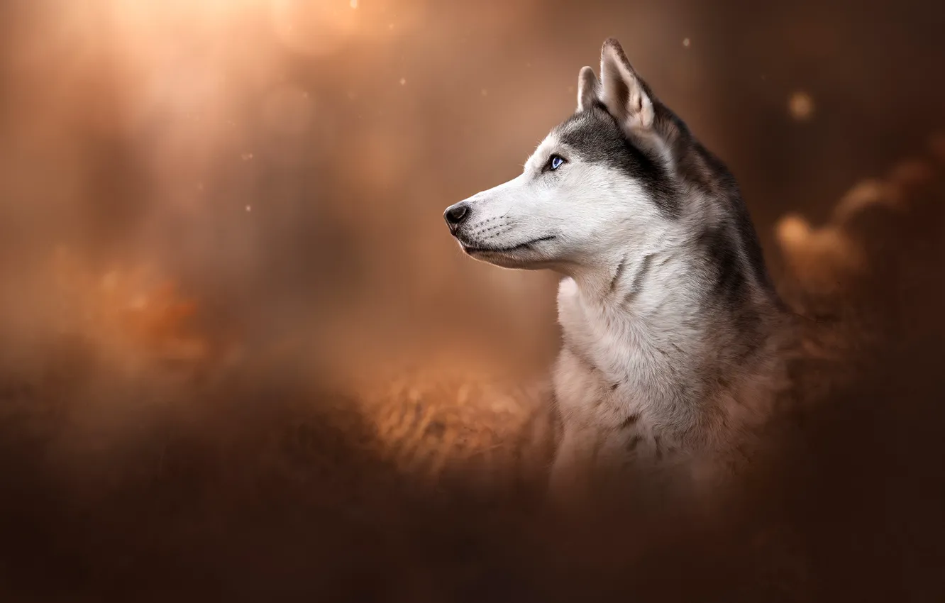 Photo wallpaper face, dog, profile, bokeh, Husky