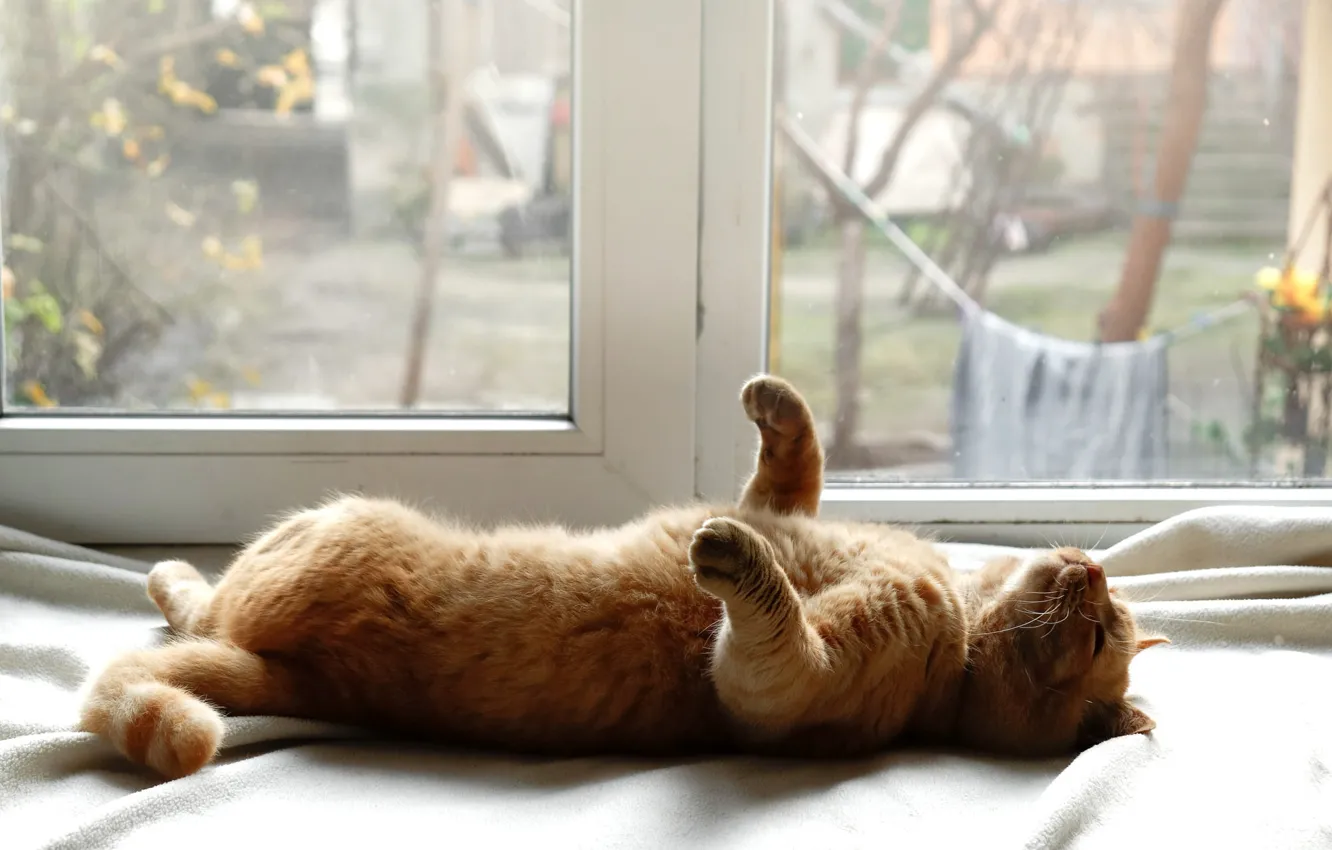 Photo wallpaper cat, cat, pose, comfort, home, window, yard, lies