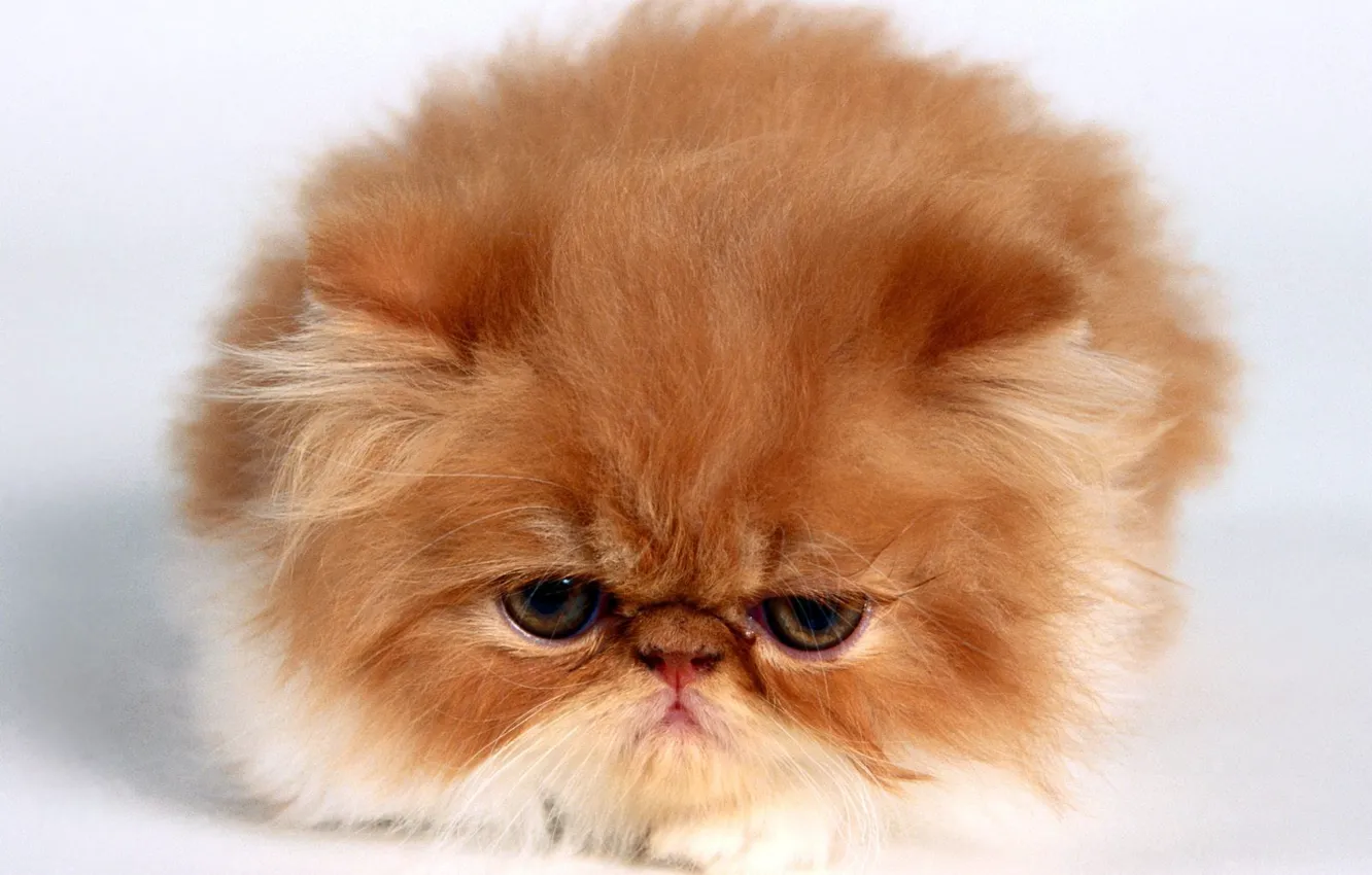 Photo wallpaper small, pers, red, kitty