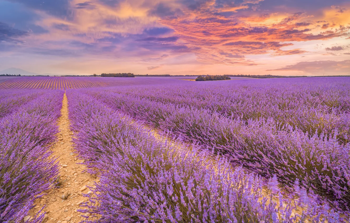 Photo wallpaper flowers, lavender, plantation, lavender field