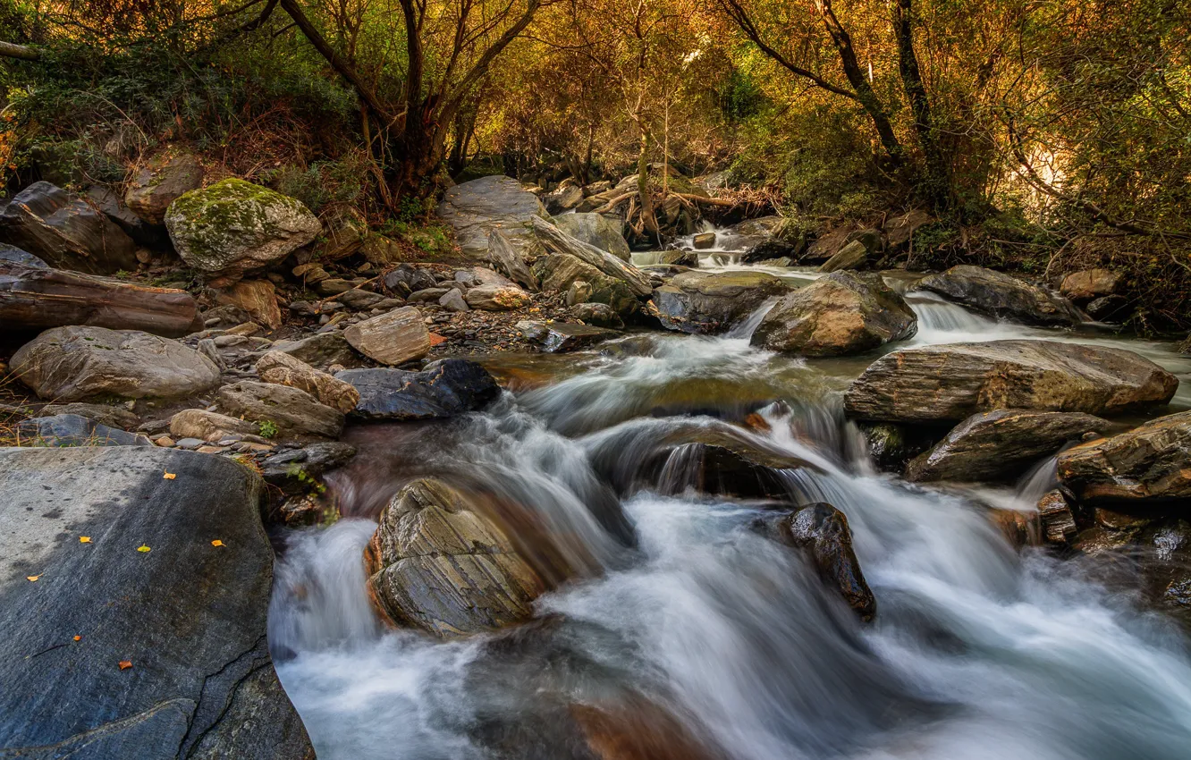 Photo wallpaper forest, river, stones, stream