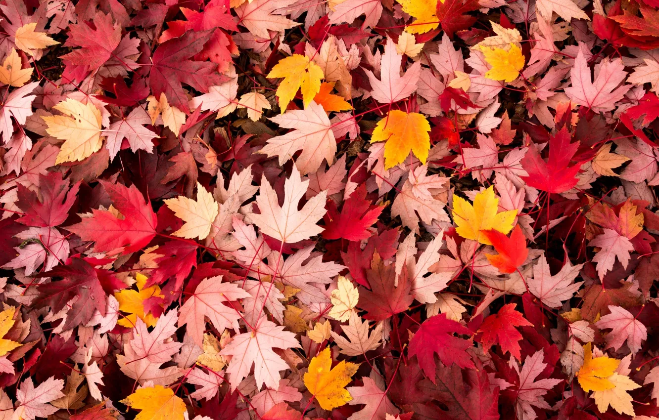 Photo wallpaper autumn, leaves, macro, background, widescreen, Wallpaper, wallpaper, leaves