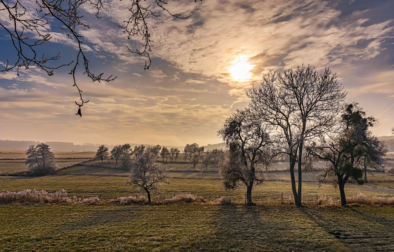 Photo wallpaper trees, dawn, frozen, frosty morning