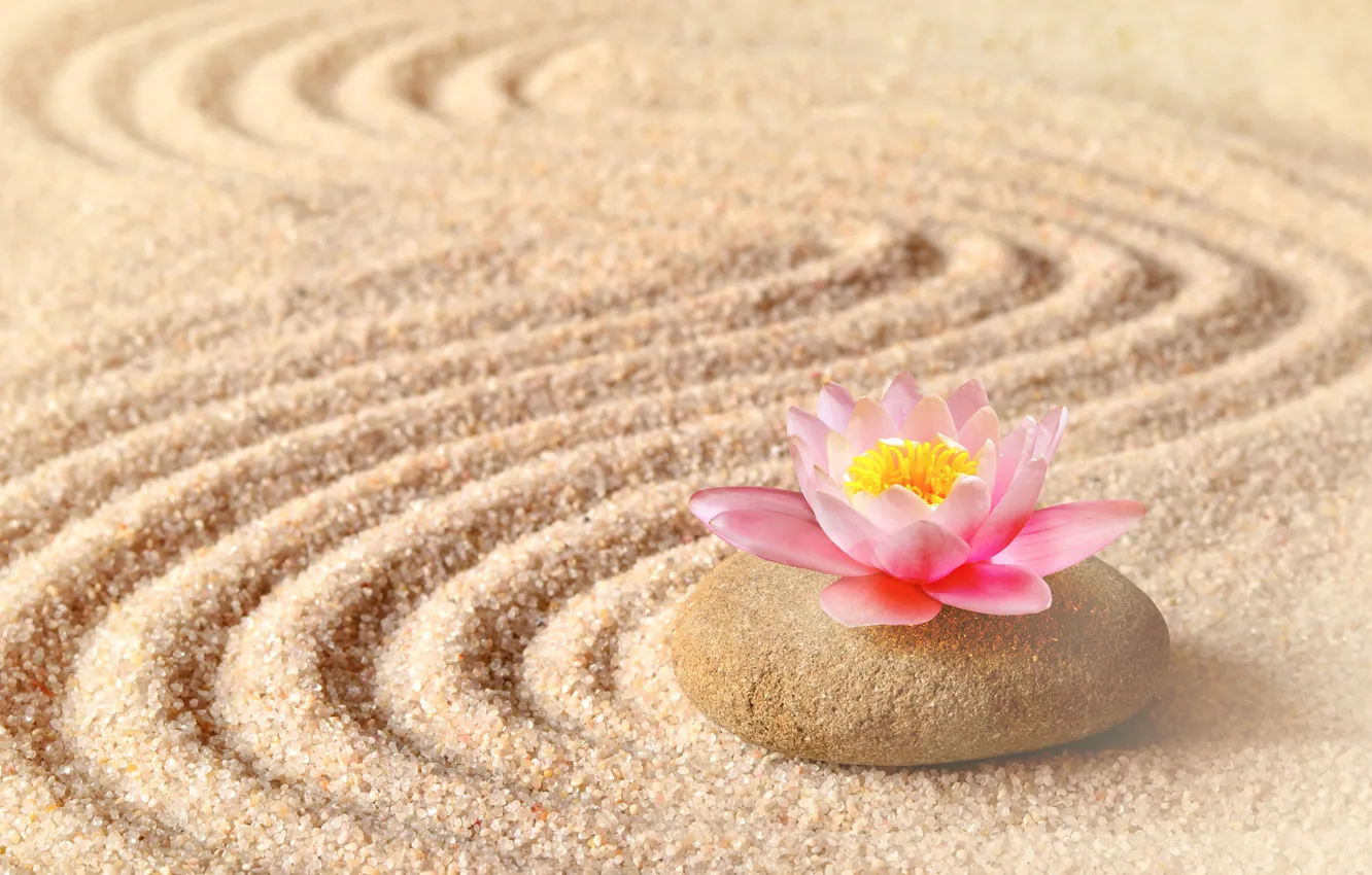 Photo wallpaper sand, flower, stone, Lotus