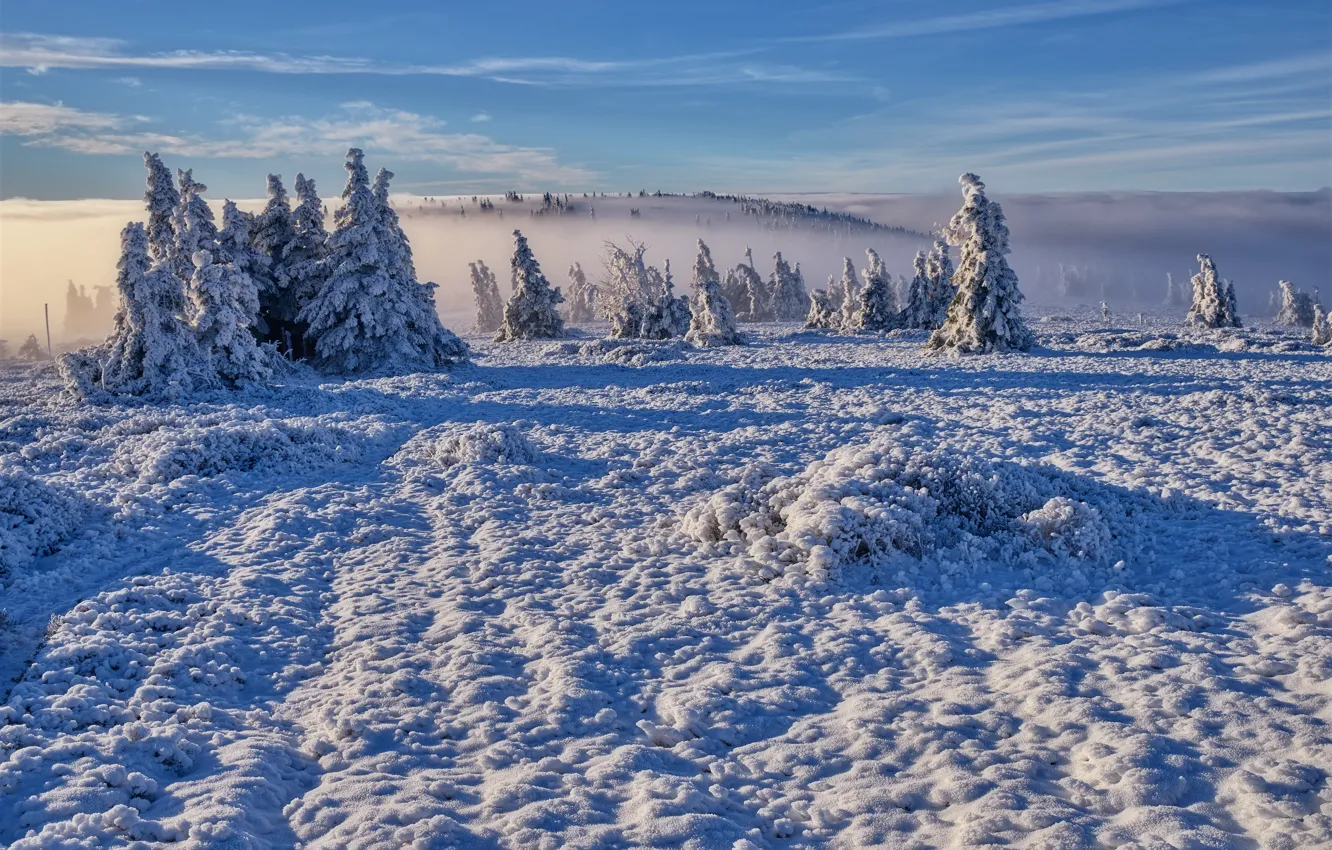 Photo wallpaper winter, snow, trees, landscape, nature, fog, shadow, morning