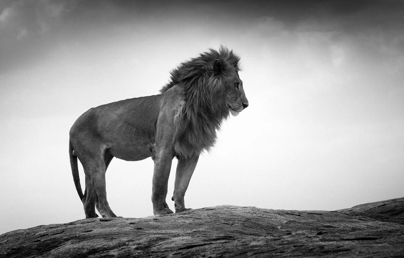 Photo wallpaper rock, lion, wildlife