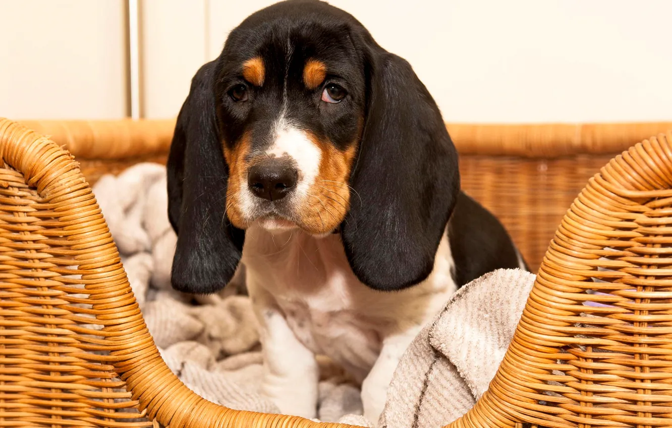 Photo wallpaper look, basket, puppy, ears