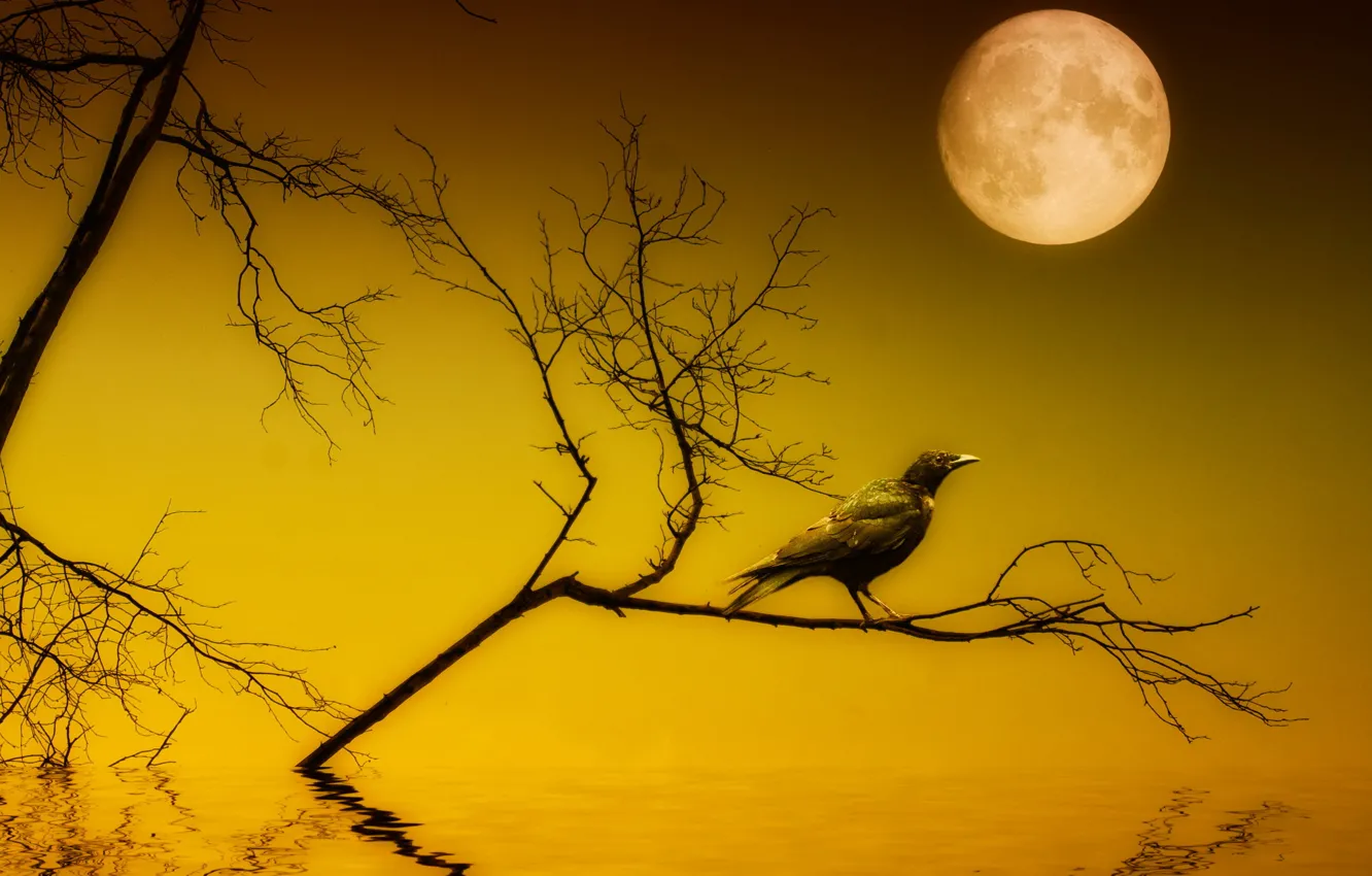 Photo wallpaper night, style, the moon, Raven, installation