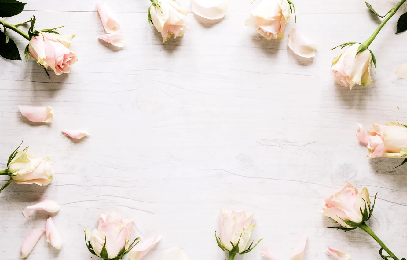 Photo wallpaper flowers, roses, frame, petals, white, white, wood, flowers