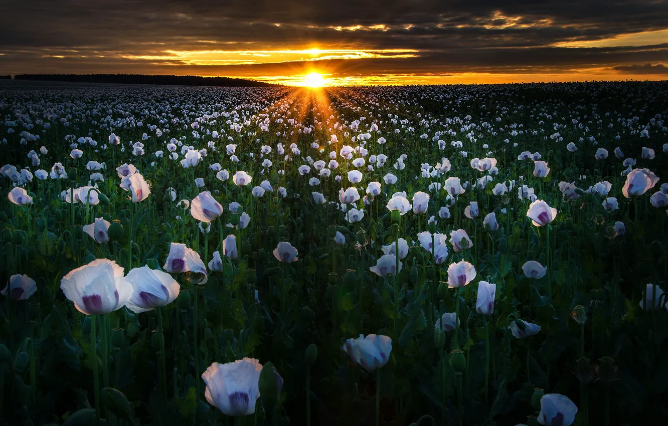 Photo wallpaper field, the sun, rays, landscape, sunset, flowers, nature, Maki