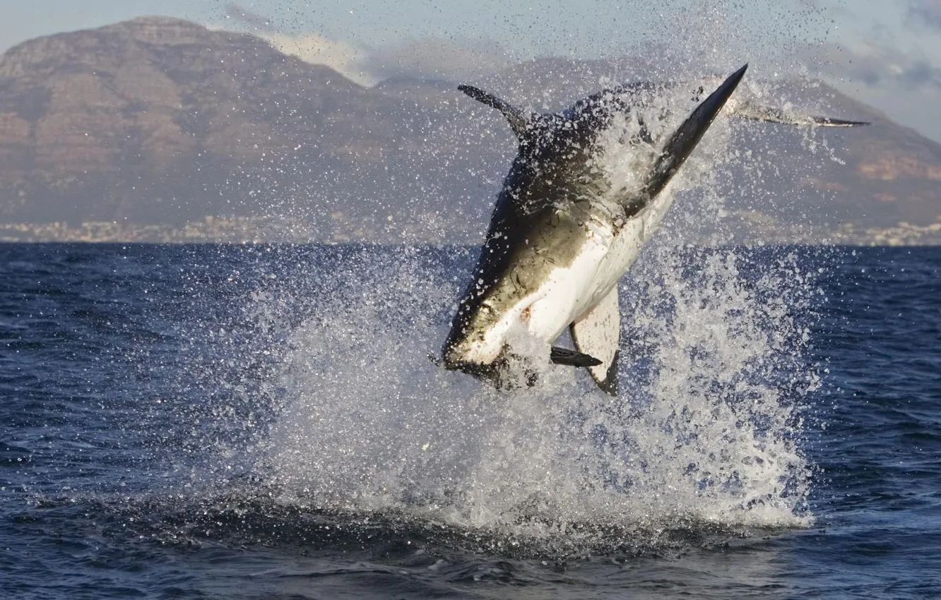 Photo wallpaper the ocean, fish, shark, mining, shark