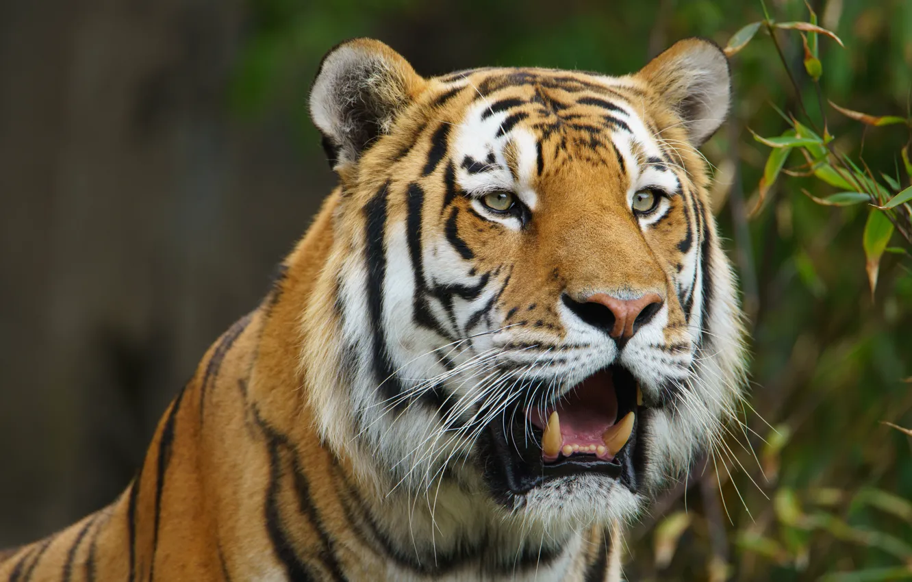 Photo wallpaper face, tiger, predator, wild cat, The Amur tiger