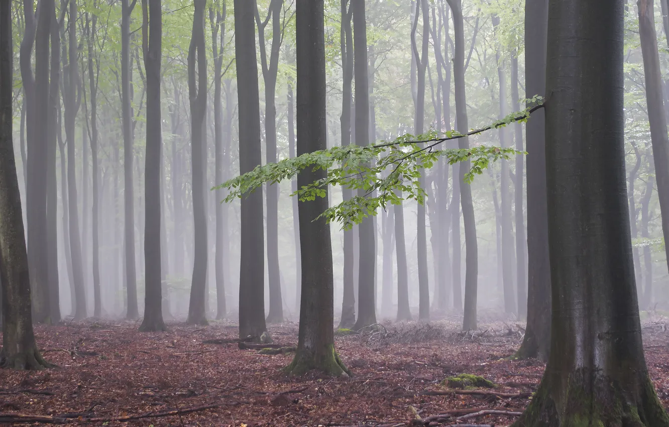 Photo wallpaper autumn, forest, nature