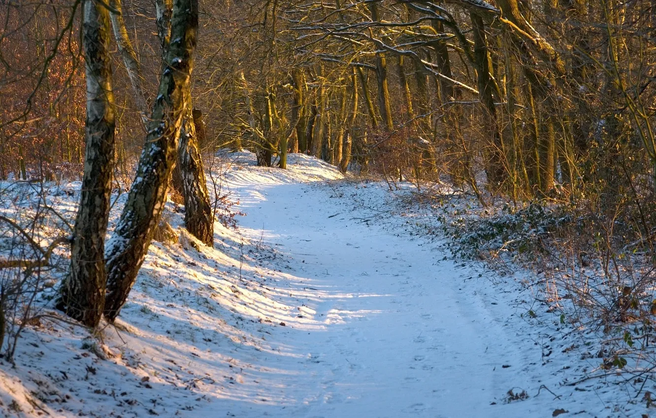 Photo wallpaper winter, the sun, rays, day, path, woods