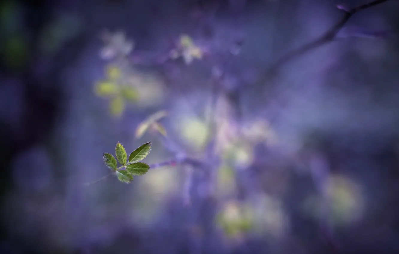 Photo wallpaper leaves, macro, background