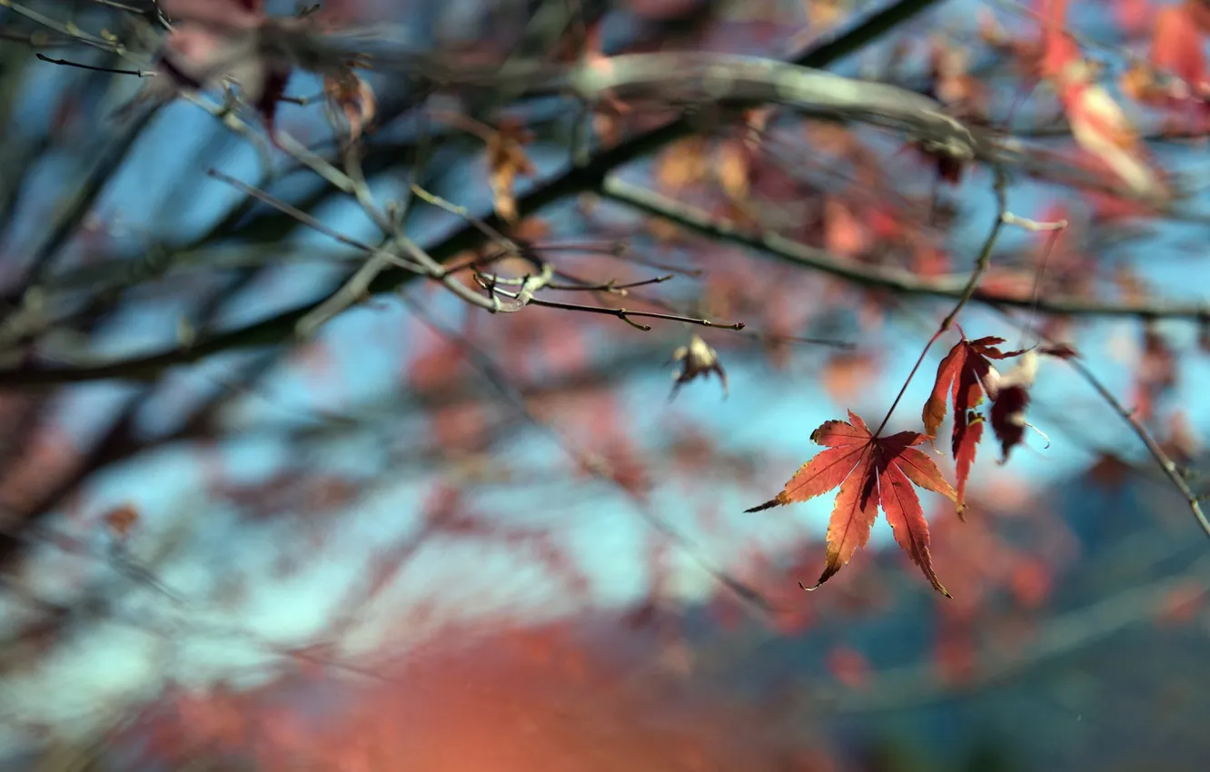 Photo wallpaper autumn, leaves, nature