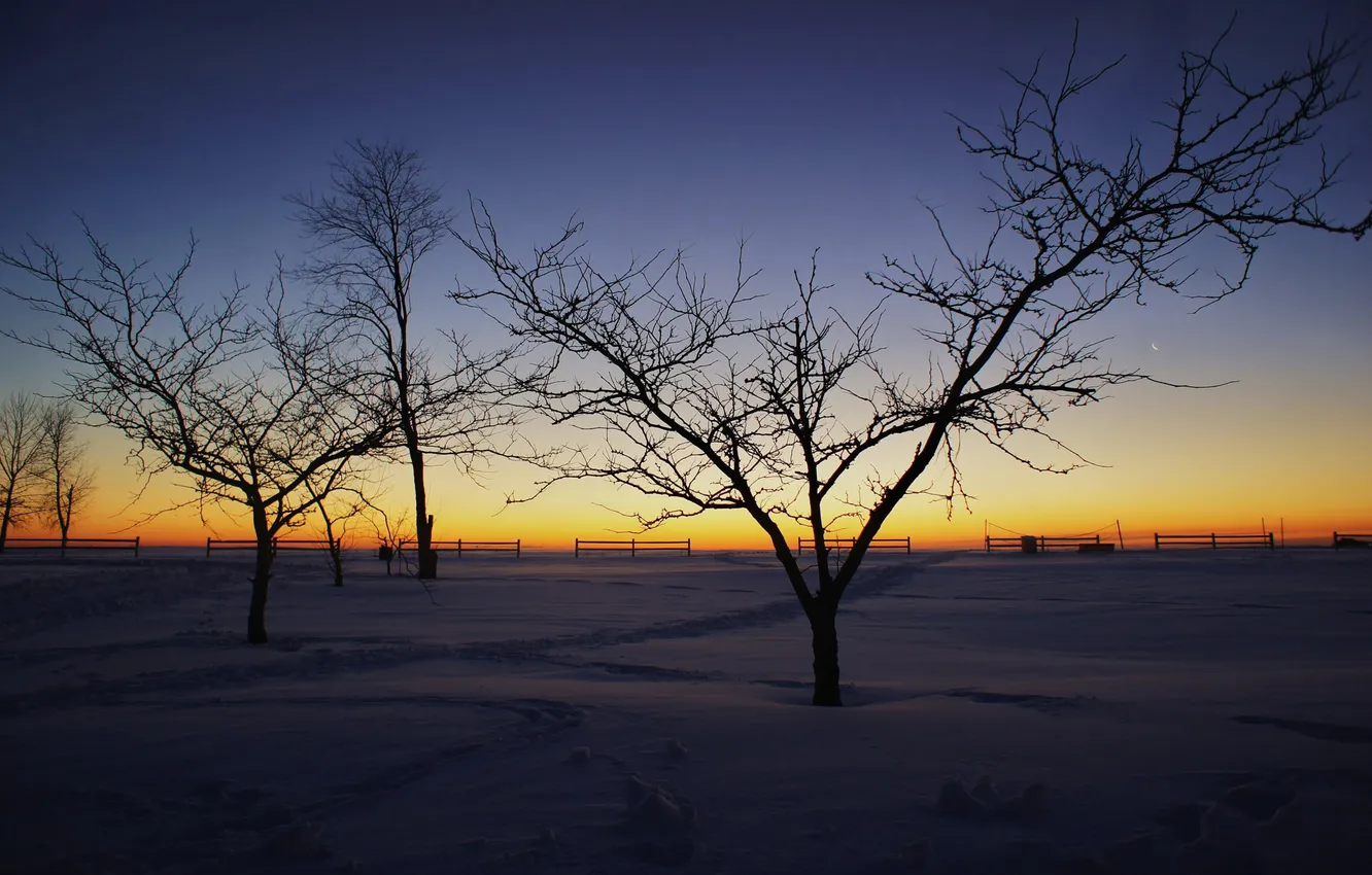 Photo wallpaper winter, snow, trees, landscape, nature, photo, dawn, morning