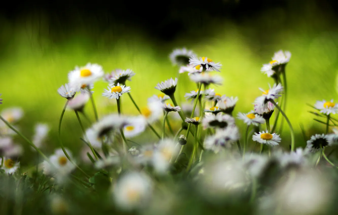 Photo wallpaper flowers, nature, bright, plant, color, chamomile, spring, flowering