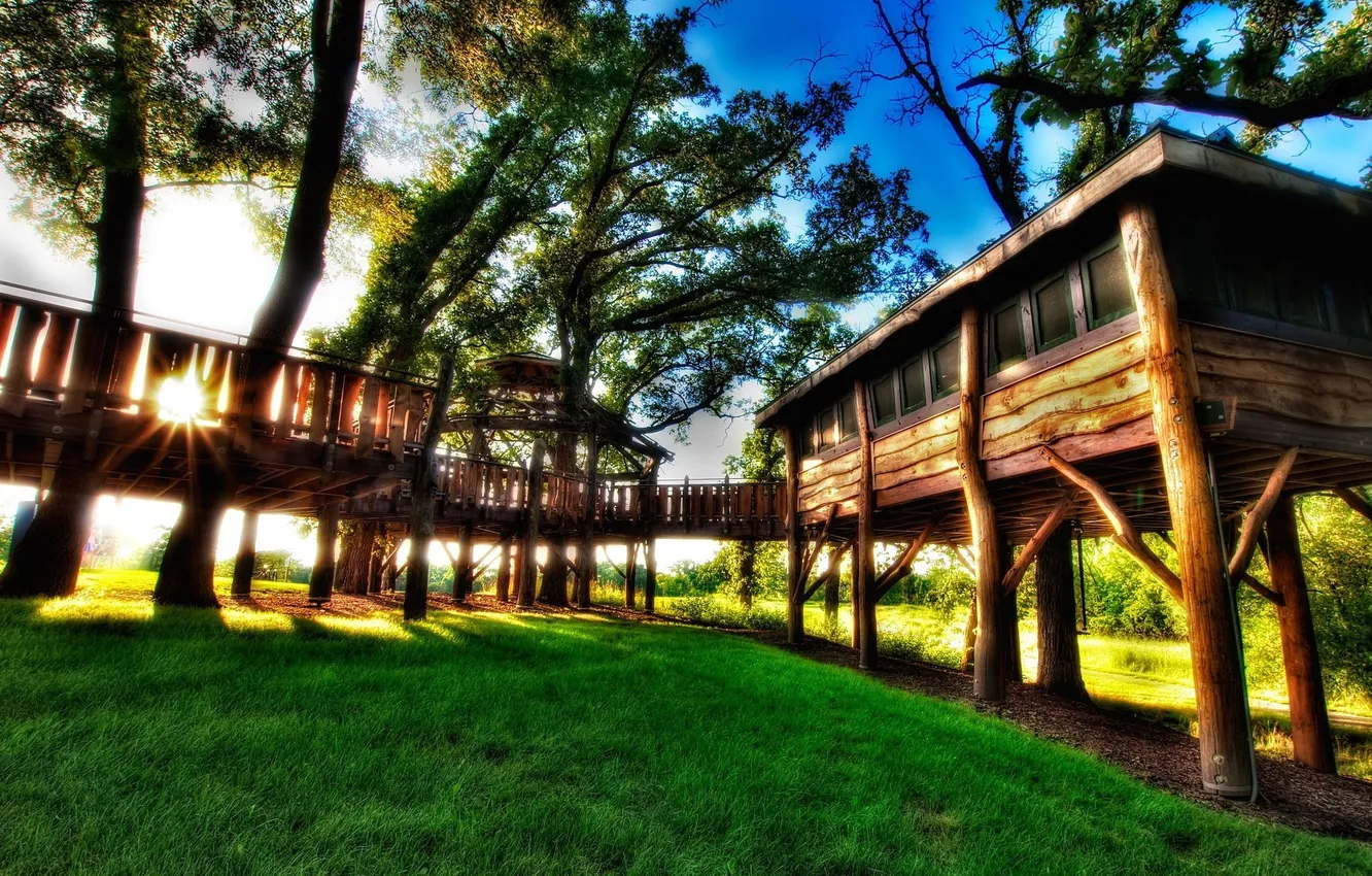 Photo wallpaper grass, the sun, trees, nature