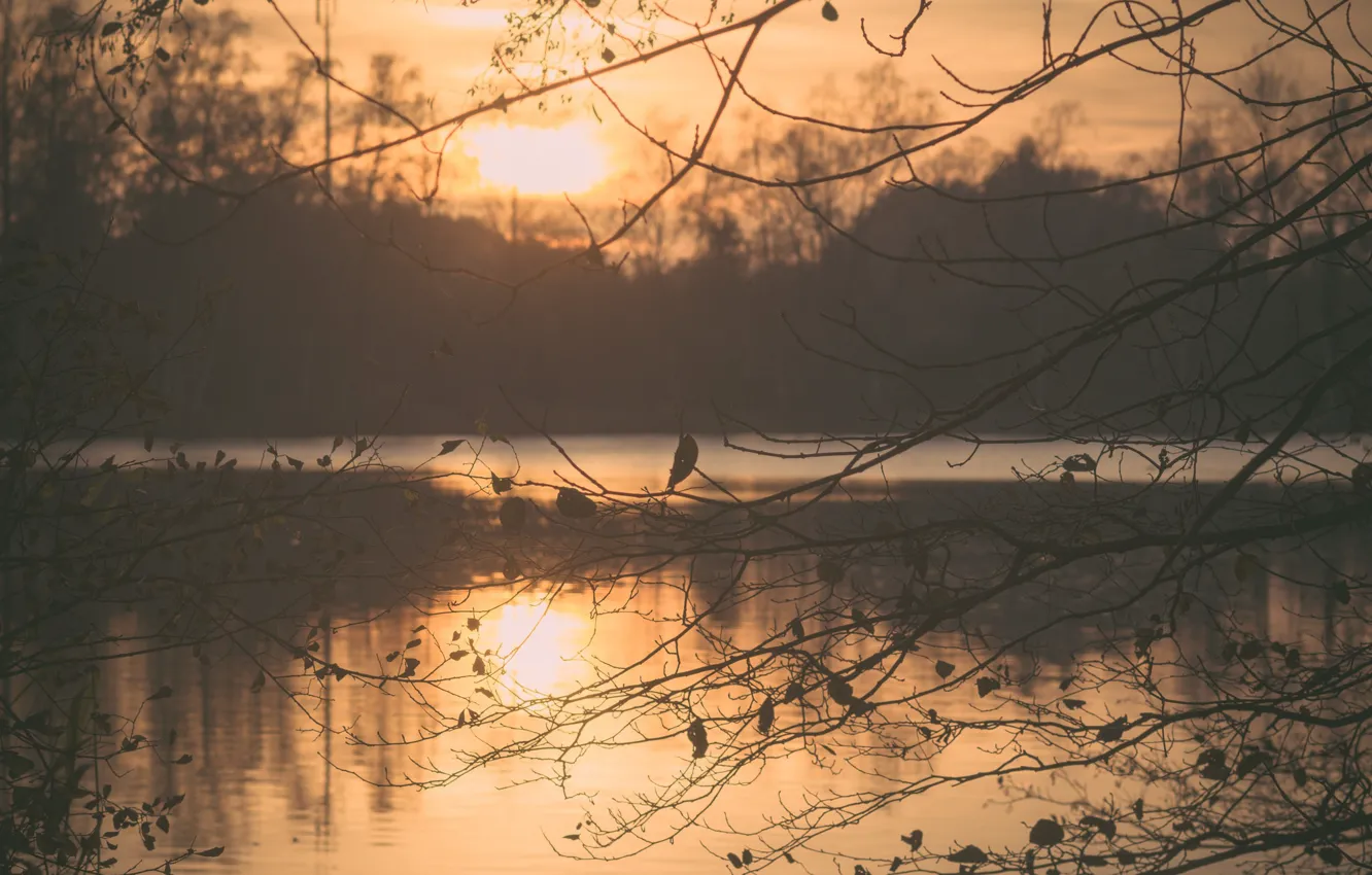 Photo wallpaper twilight, sunset, lake, dusk, branches