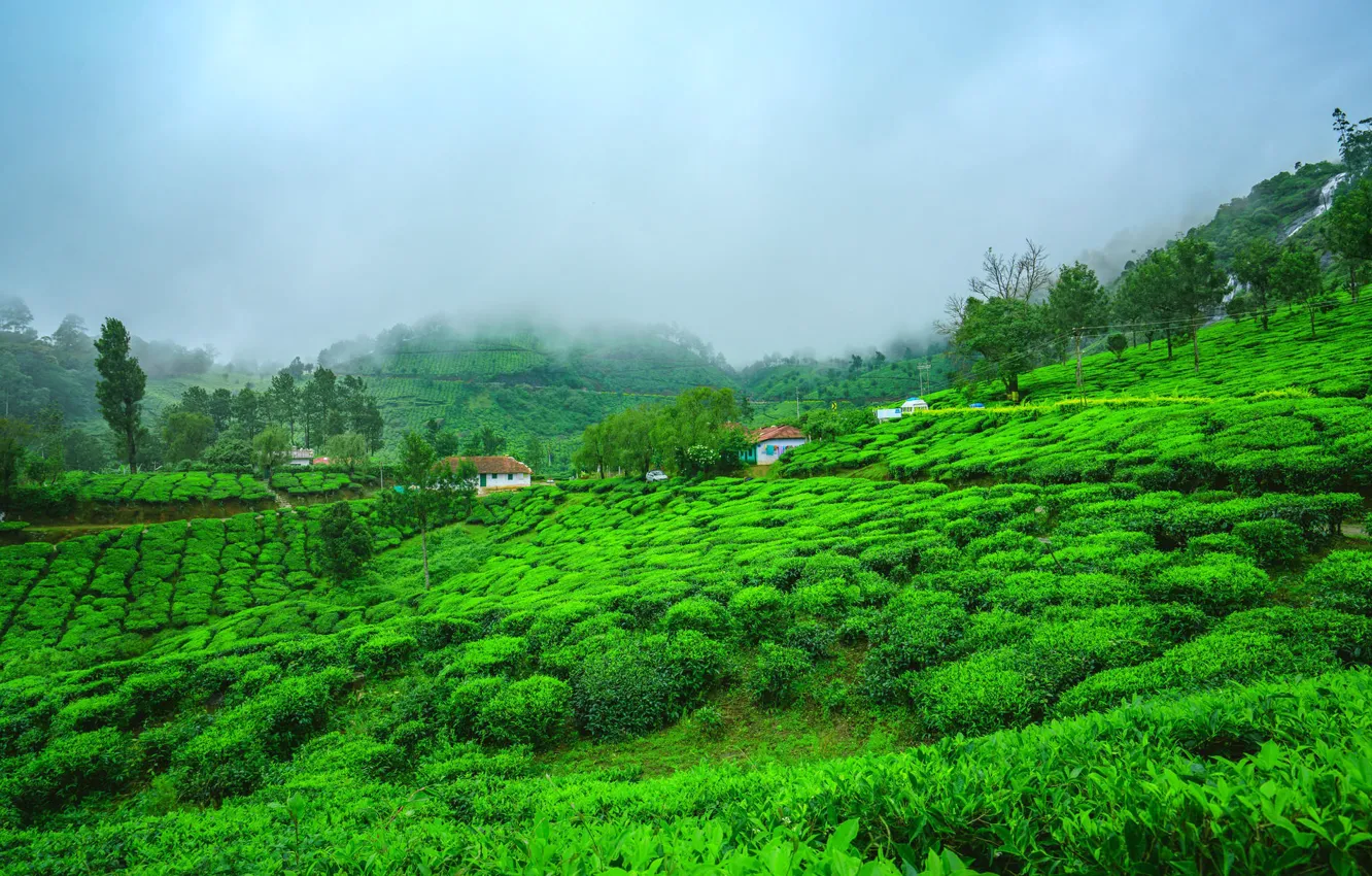 Photo wallpaper Home, Mountains, India, Tea