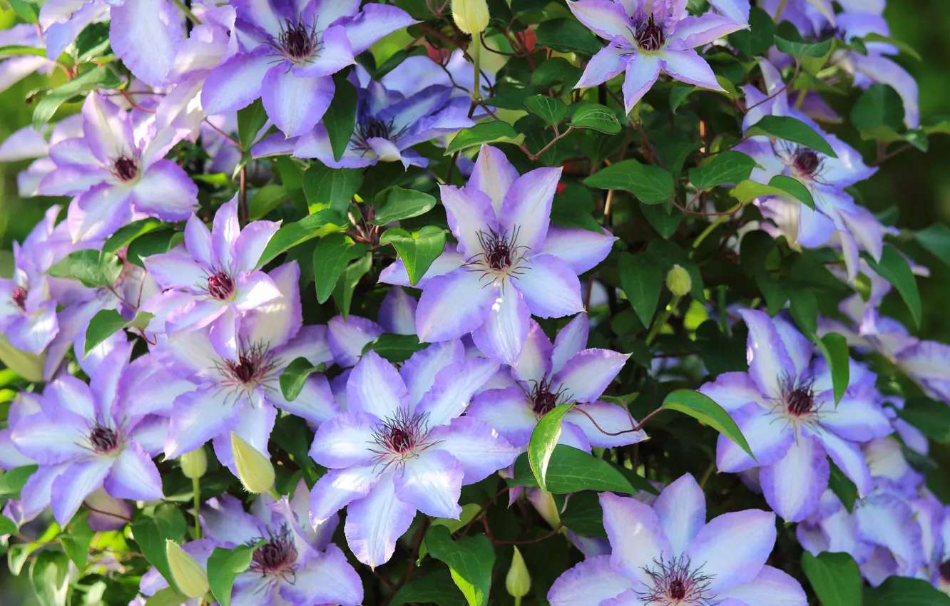 Photo wallpaper the bushes, clematis, clematis