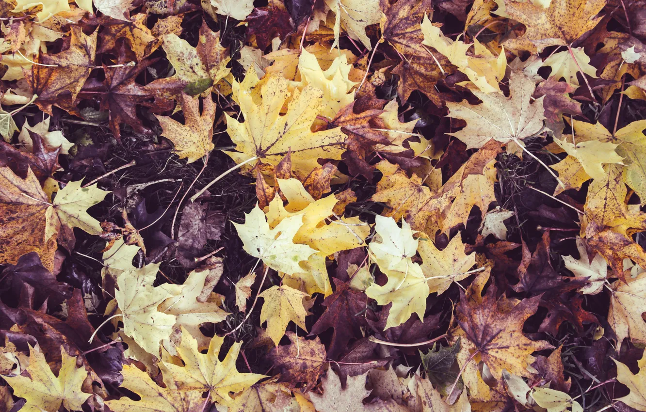 Photo wallpaper autumn, leaves, nature