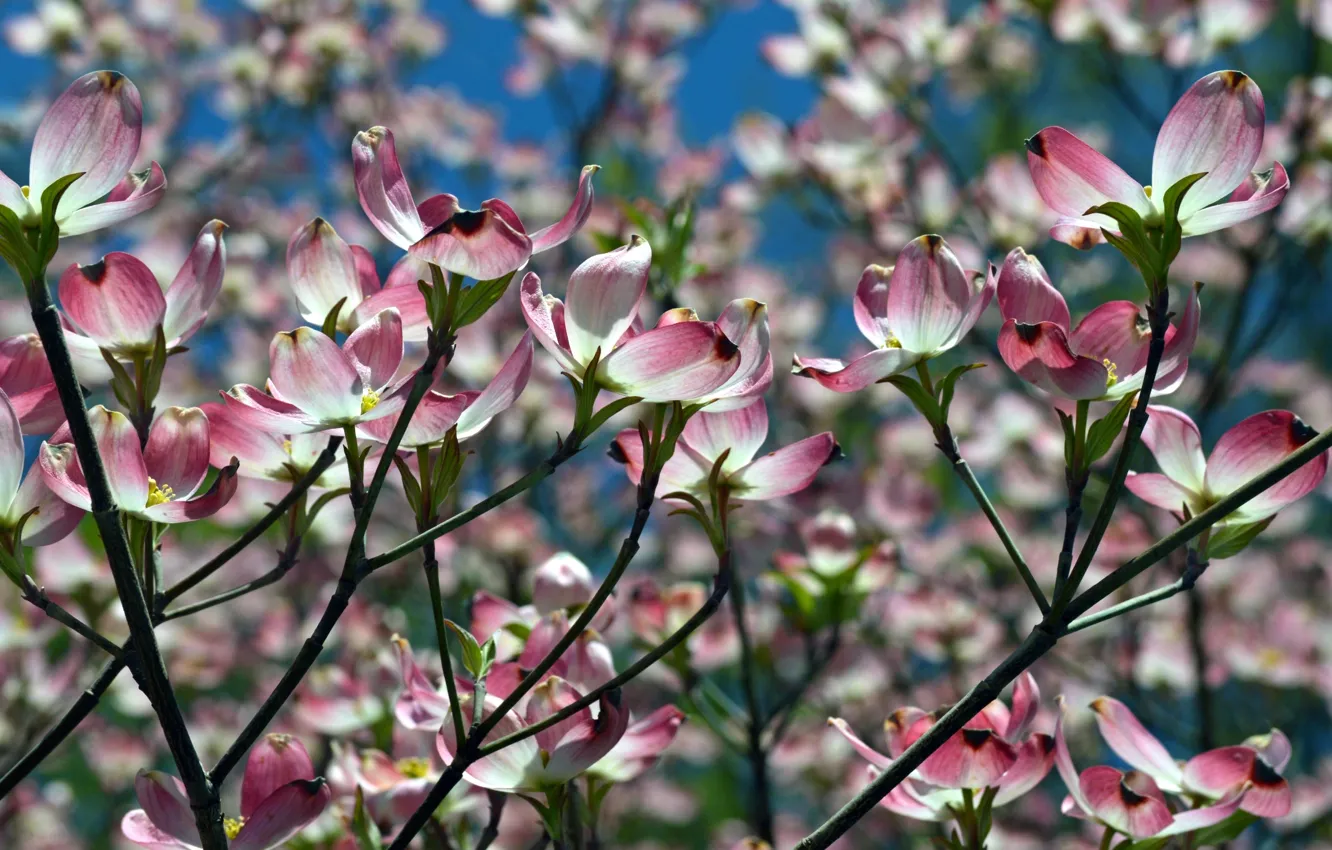 Photo wallpaper branches, spring, dogwood