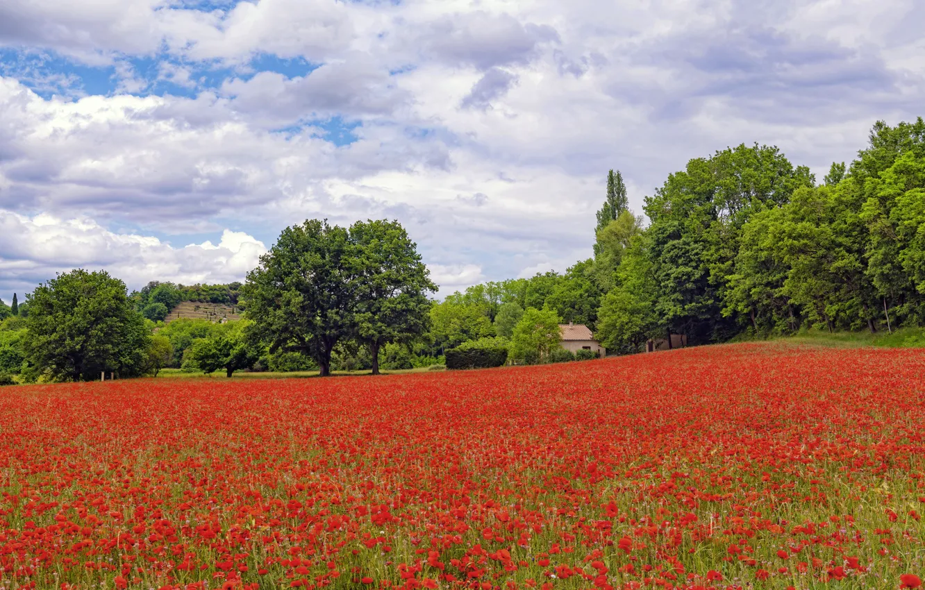 Photo wallpaper summer, Maki, poppy field