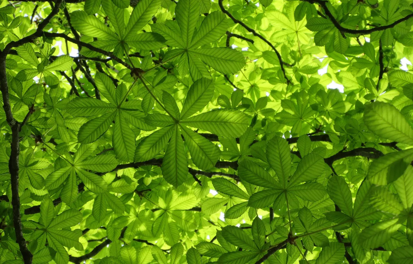 Photo wallpaper greens, leaves, chestnut, spring 2018, Mamala ©