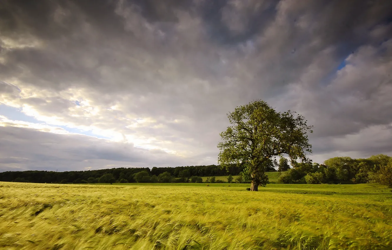 Photo wallpaper field, summer, trees, landscape