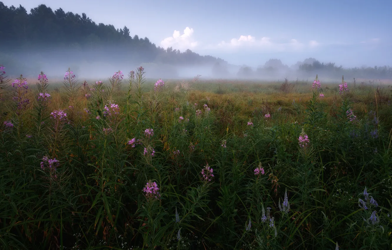 Photo wallpaper field, fog, Ivan-tea