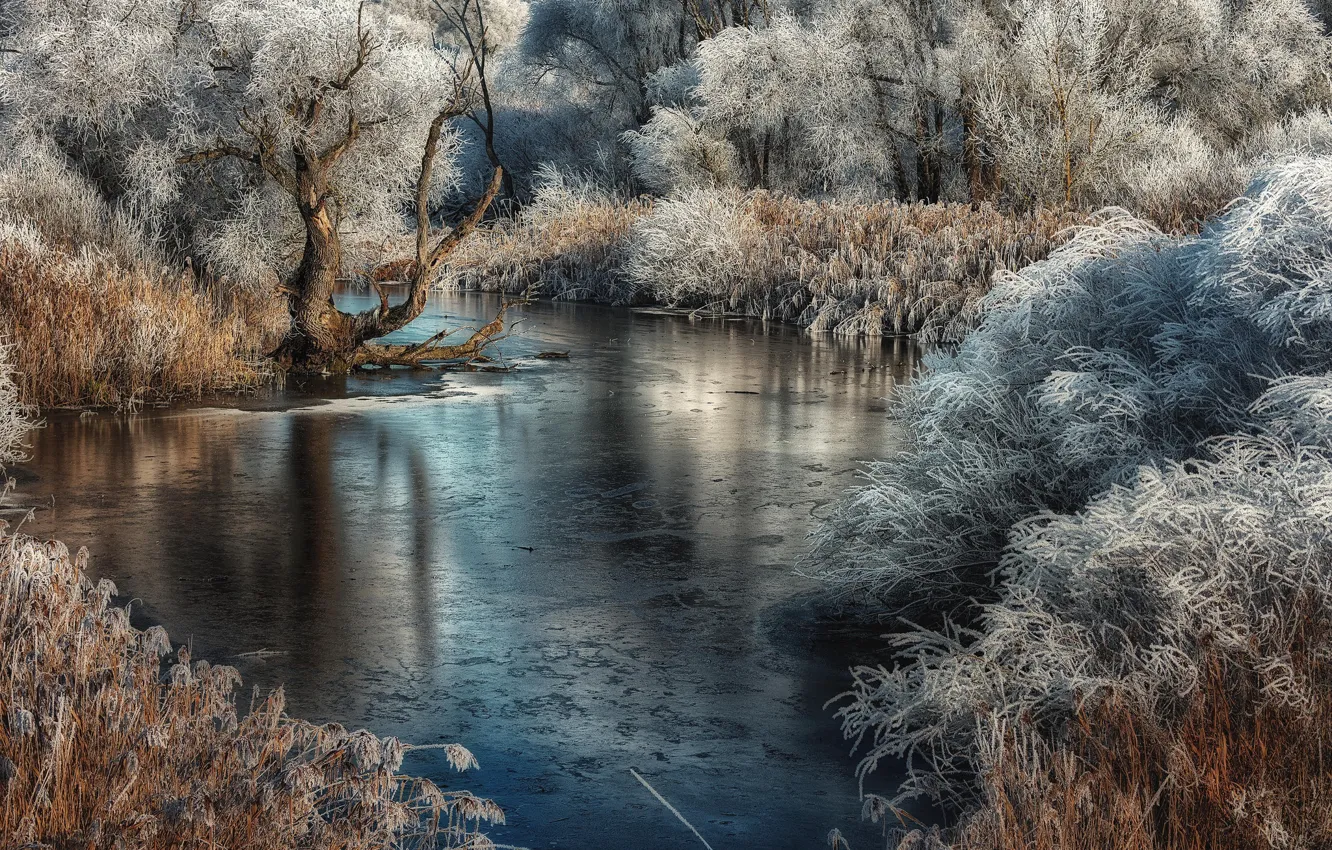 Photo wallpaper frost, river, reed