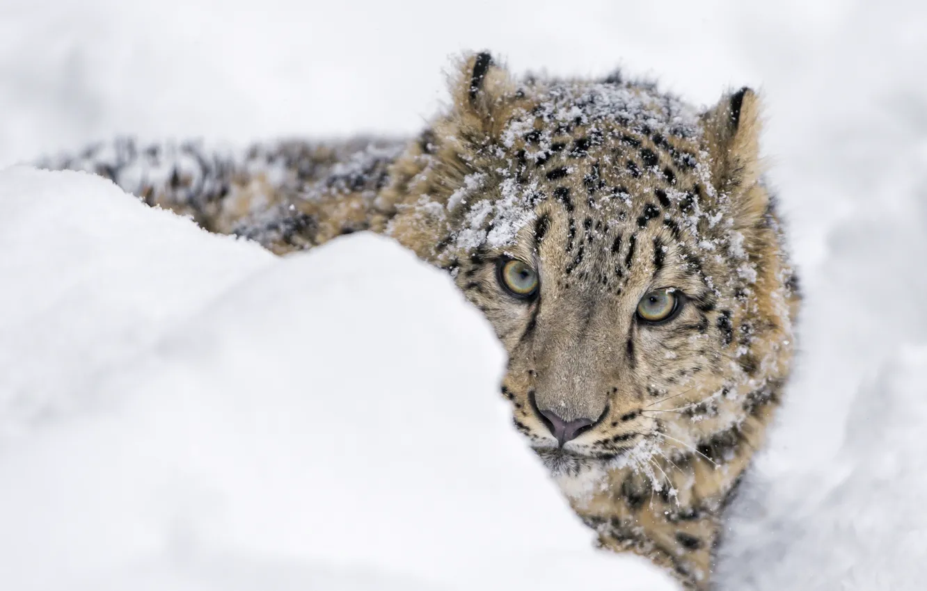Photo wallpaper winter, face, snow, predator, IRBIS, snow leopard, cub, the snow