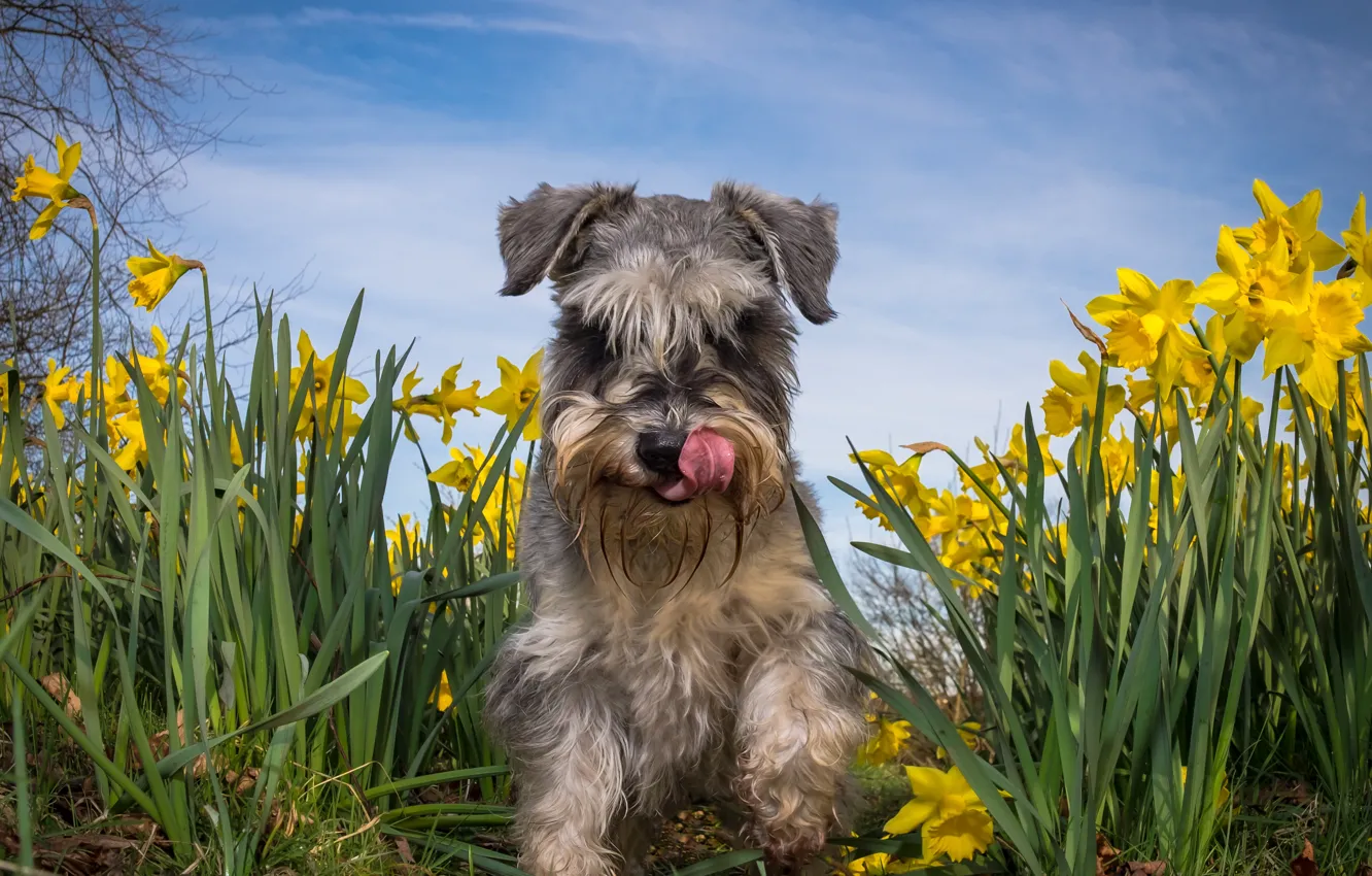 Photo wallpaper summer, flowers, dog, daffodils, The miniature Schnauzer
