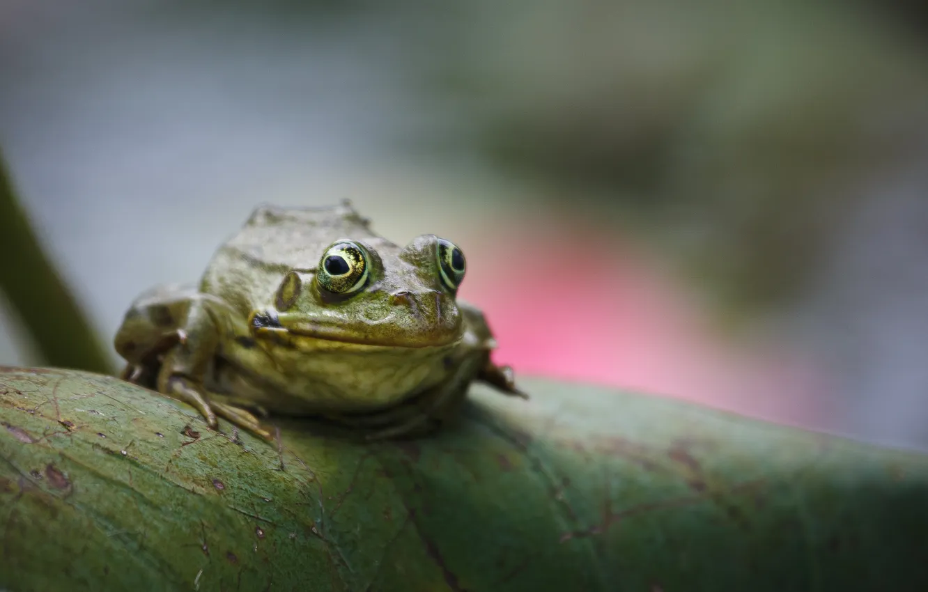 Photo wallpaper green, reptile, Toad