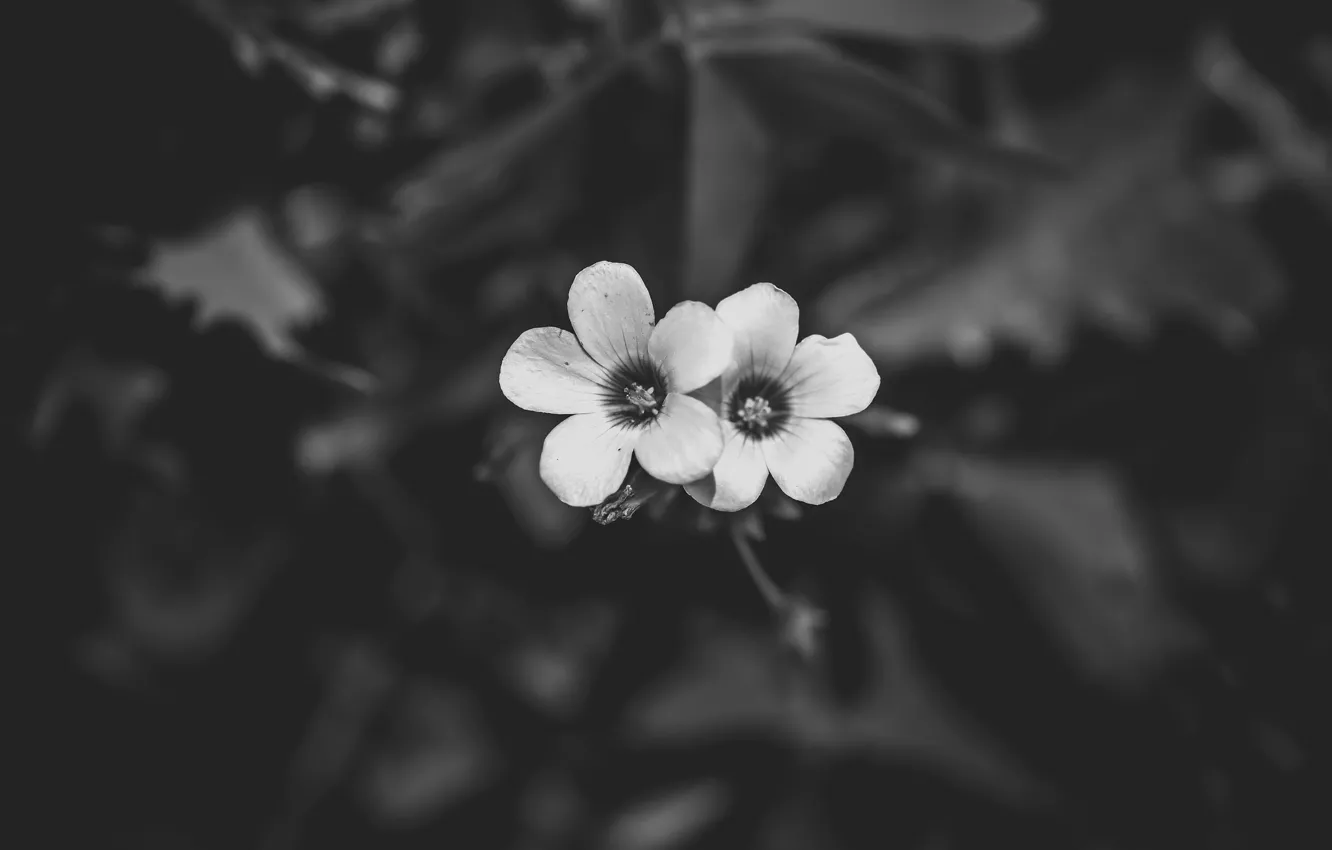 Photo wallpaper flowers, petals, black and white