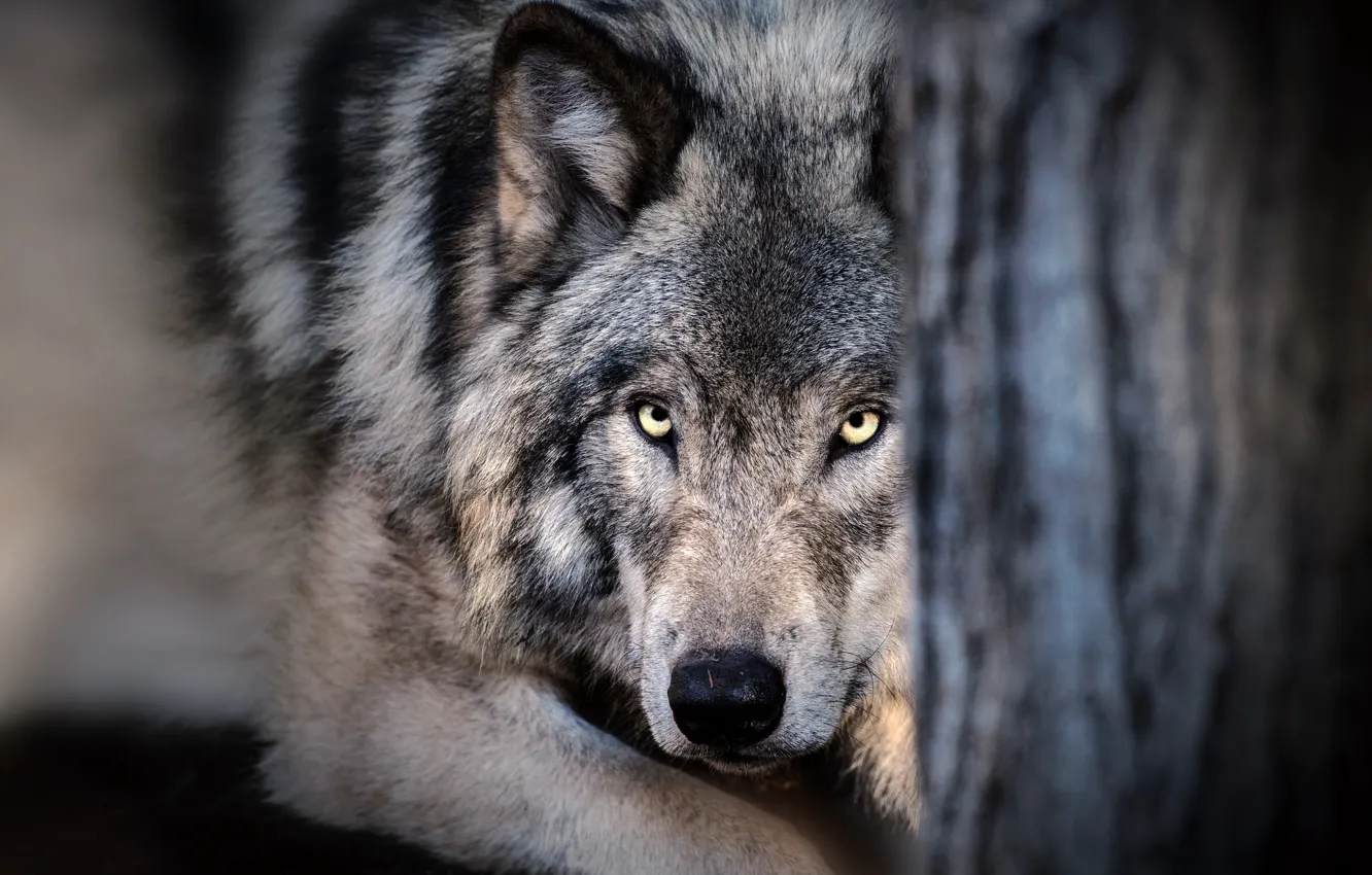 Photo wallpaper eyes, look, wolf, wool