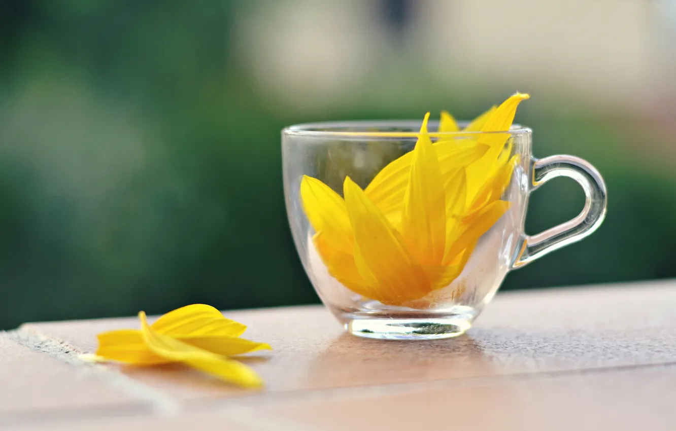 Photo wallpaper yellow, table, petals, Cup, glass