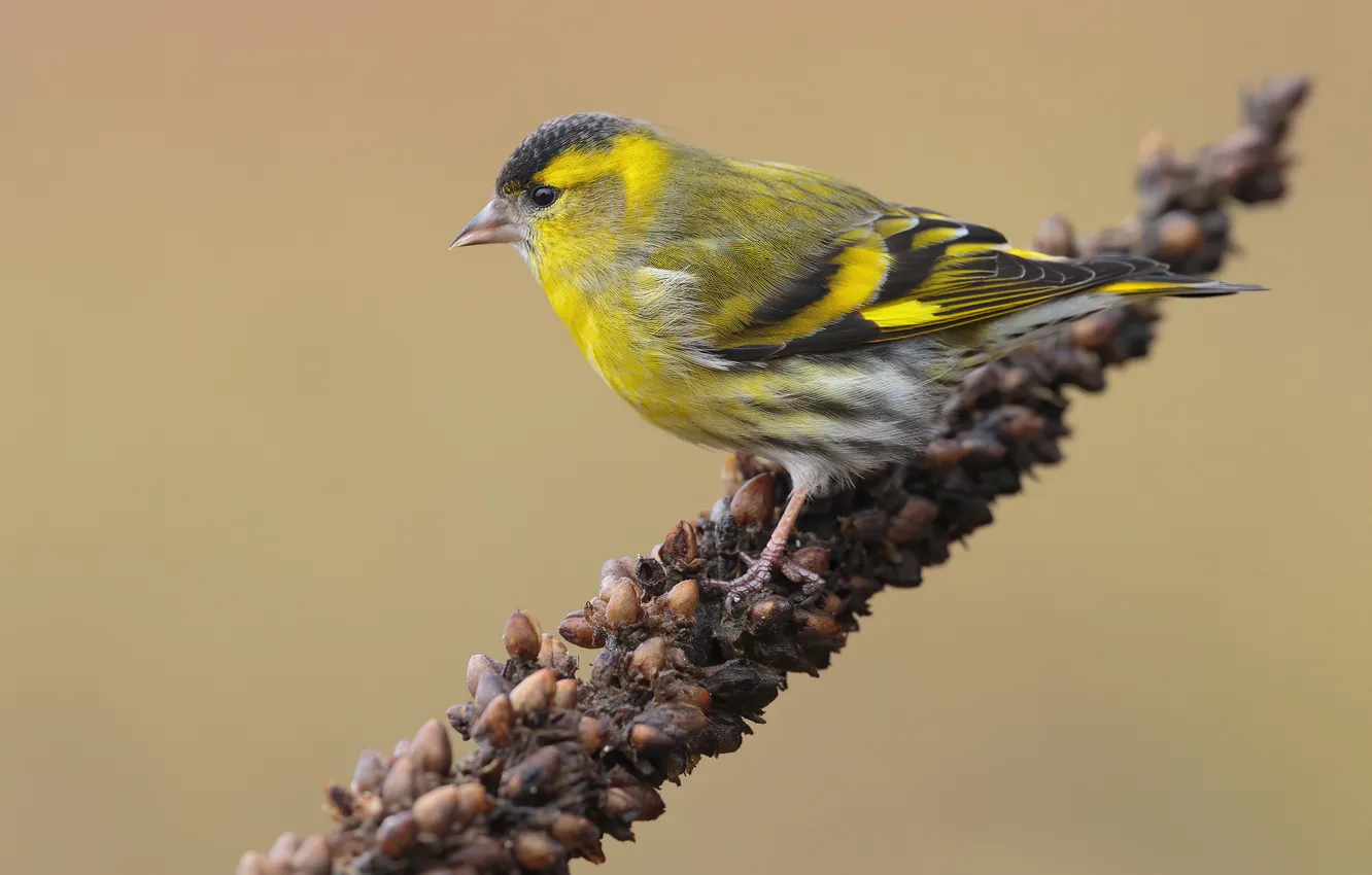 Photo wallpaper bird, bird, Chizh