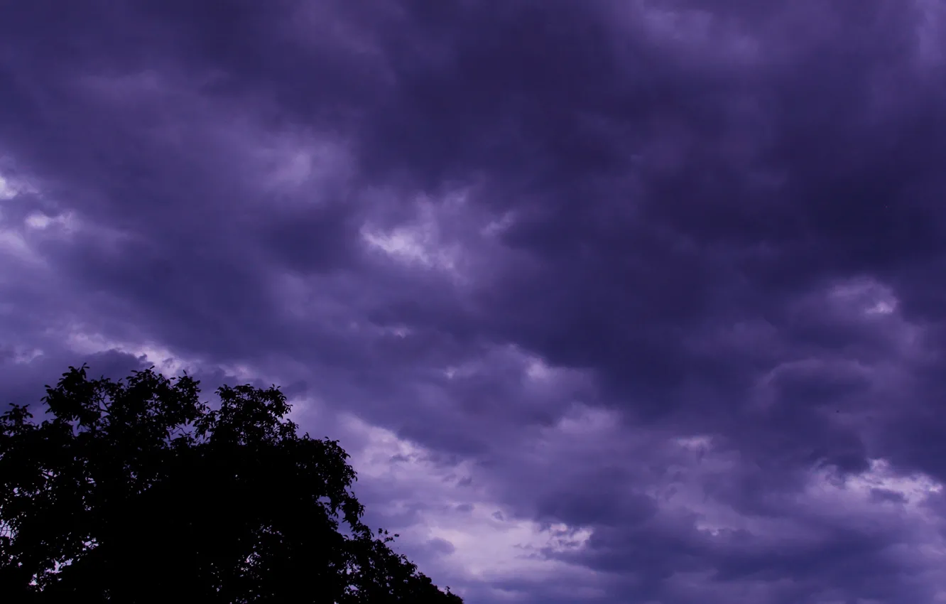 Photo wallpaper dark, storm, sky, cloud, tree