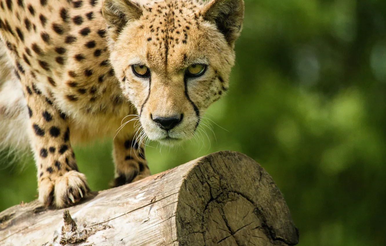Photo wallpaper cat, look, Cheetah, log