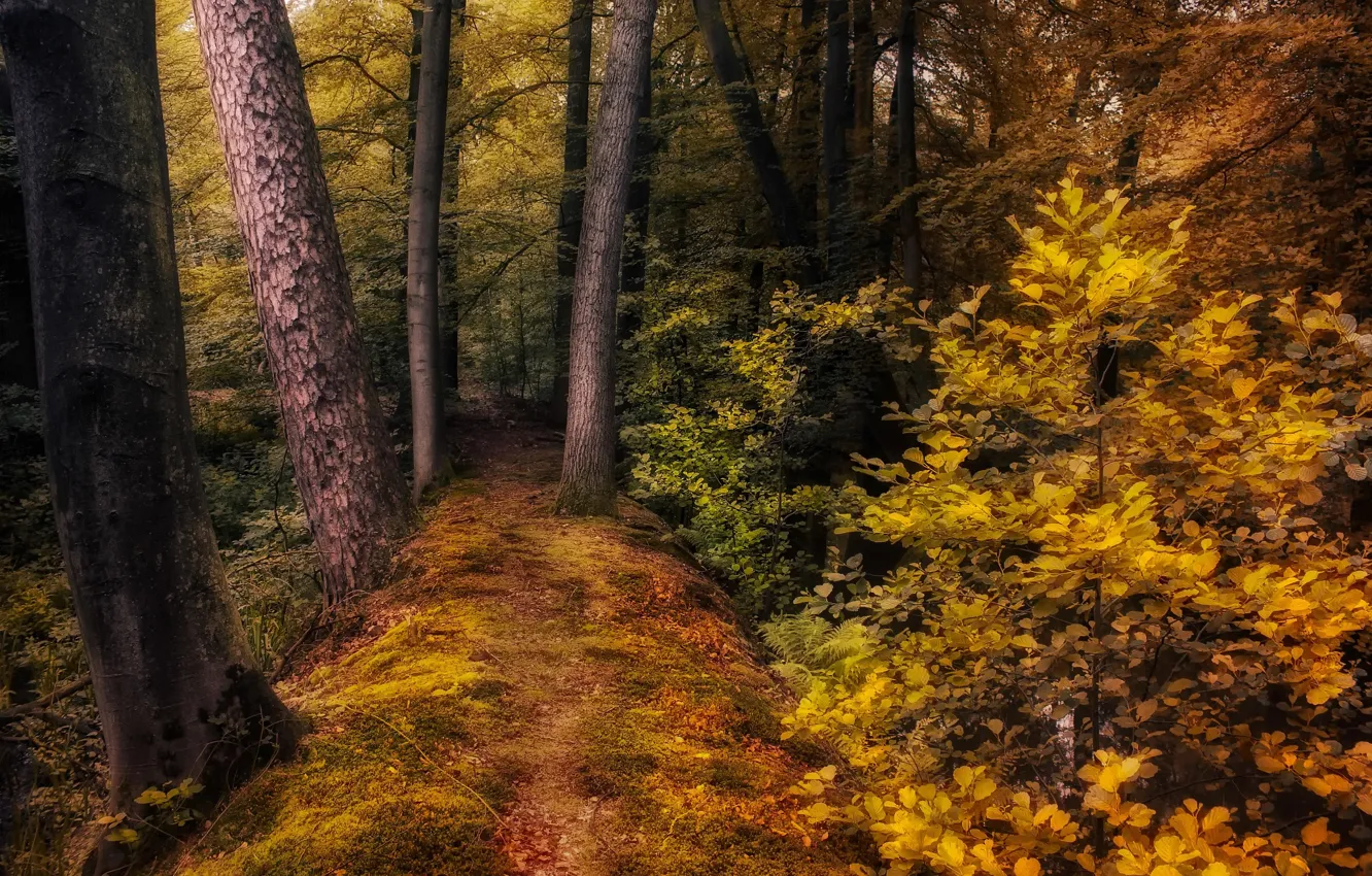 Photo wallpaper autumn, forest, trees, nature, path, the bushes, Jan-Herman Visser