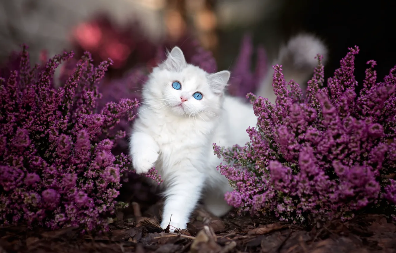 Photo wallpaper cat, white, look, flowers, pose, kitty, fluffy, garden
